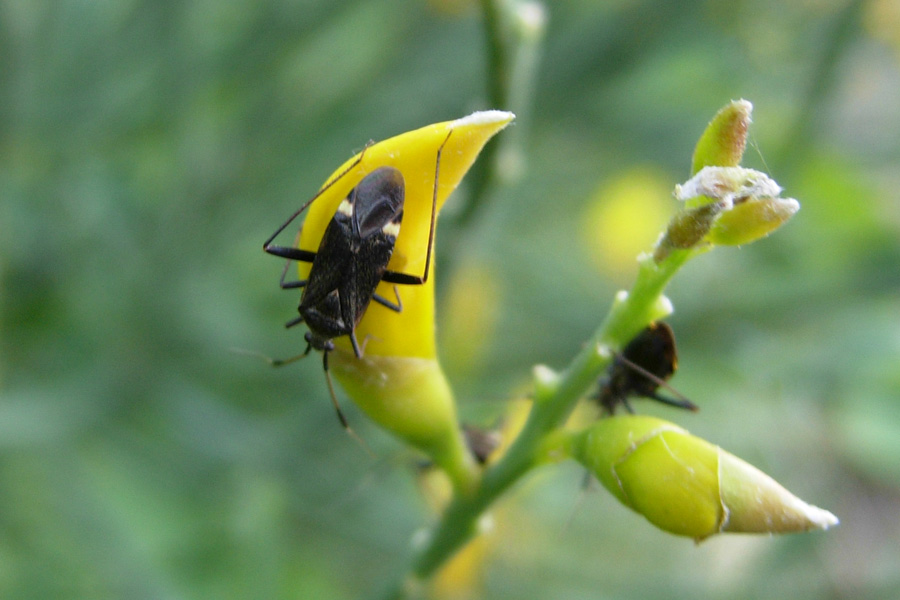 Closterotomus & Co. (Heteroptera)